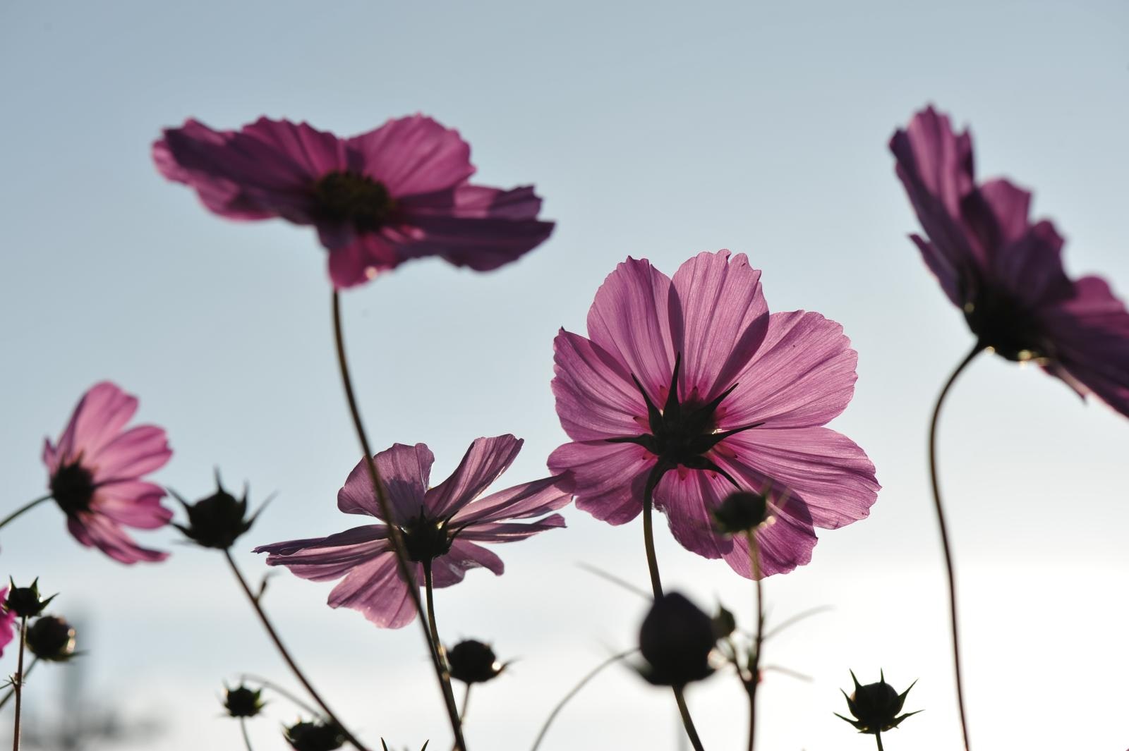 Nikon AF-S VR Micro-Nikkor 105mm f/2.8G IF-EDを徹底解説。作例から