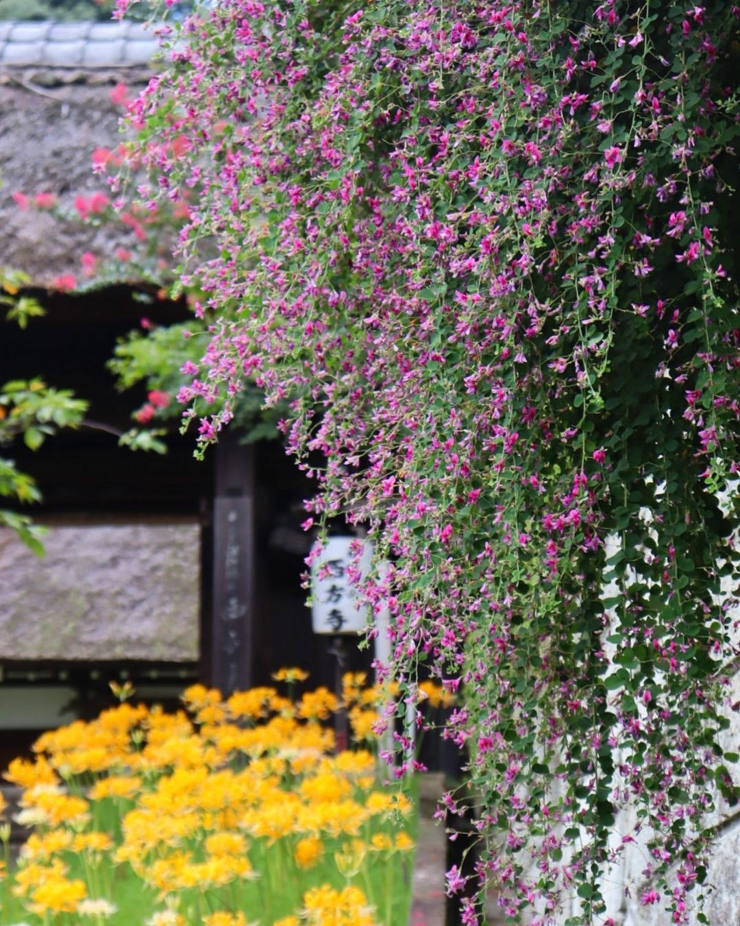 Canon EF50mm F1.8 STMを徹底解説。作例からレビューまで | ONE SCENE