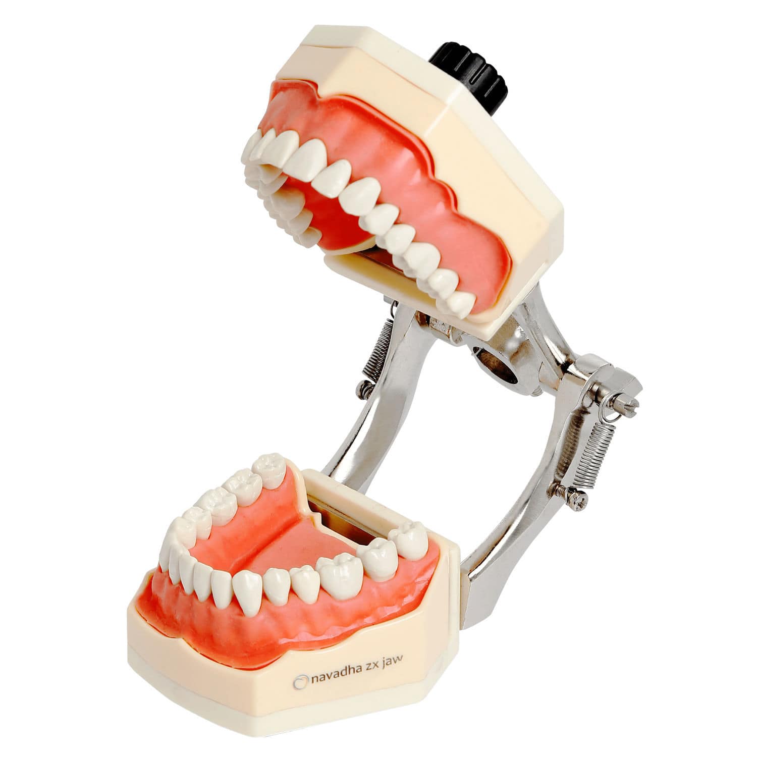 顎模型 NISSIN DENTAL MODEL 顎模型 NISSIN DENTAL MODEL