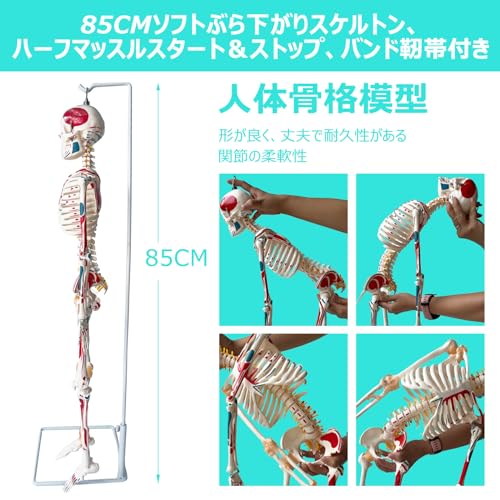 人体骨格模型 右下肢骨モデル 実物大プラスチック製 約60cm 人体骨格