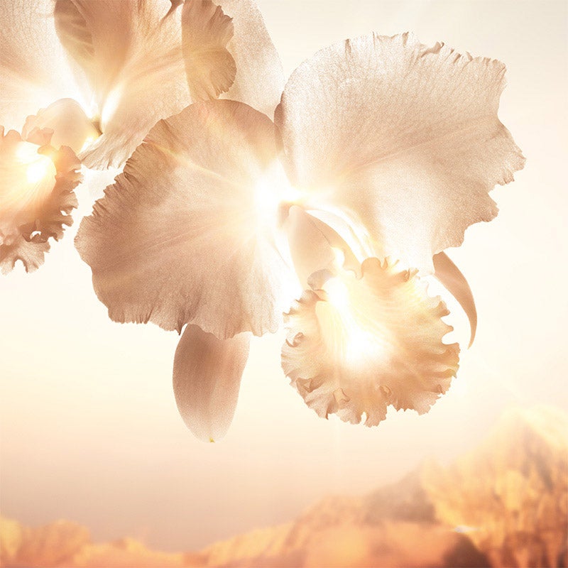 ゲラン オーキデ アンペリアル ゴールドノビレ ザ セロム 通販 - 西武