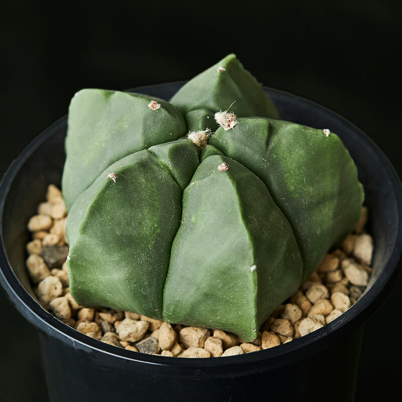 y*u様 碧瑠璃ランポー 特長50cm以上 アストロフィツム碧瑠璃鸞鳳玉