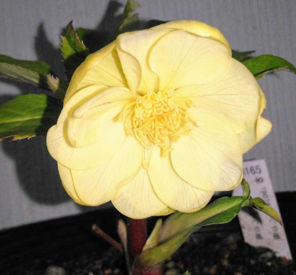 加藤農園さんのかぐや姫です。香りのあ「クリスマスローズ2020〜21