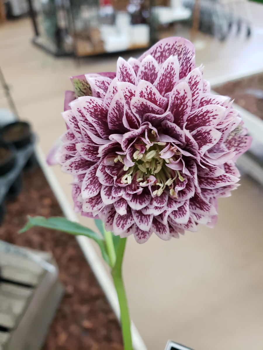 超多弁ブロッチ系「クリスマスローズ」のアルバム-みんなの趣味の園芸