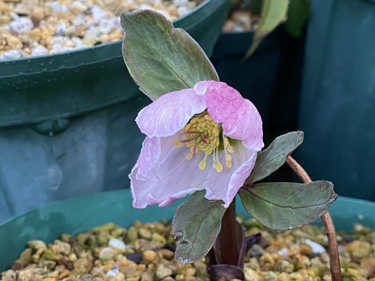 ニゲルXチベタヌス交配「絹」開花❣️「2023年クリスマスローズ」の