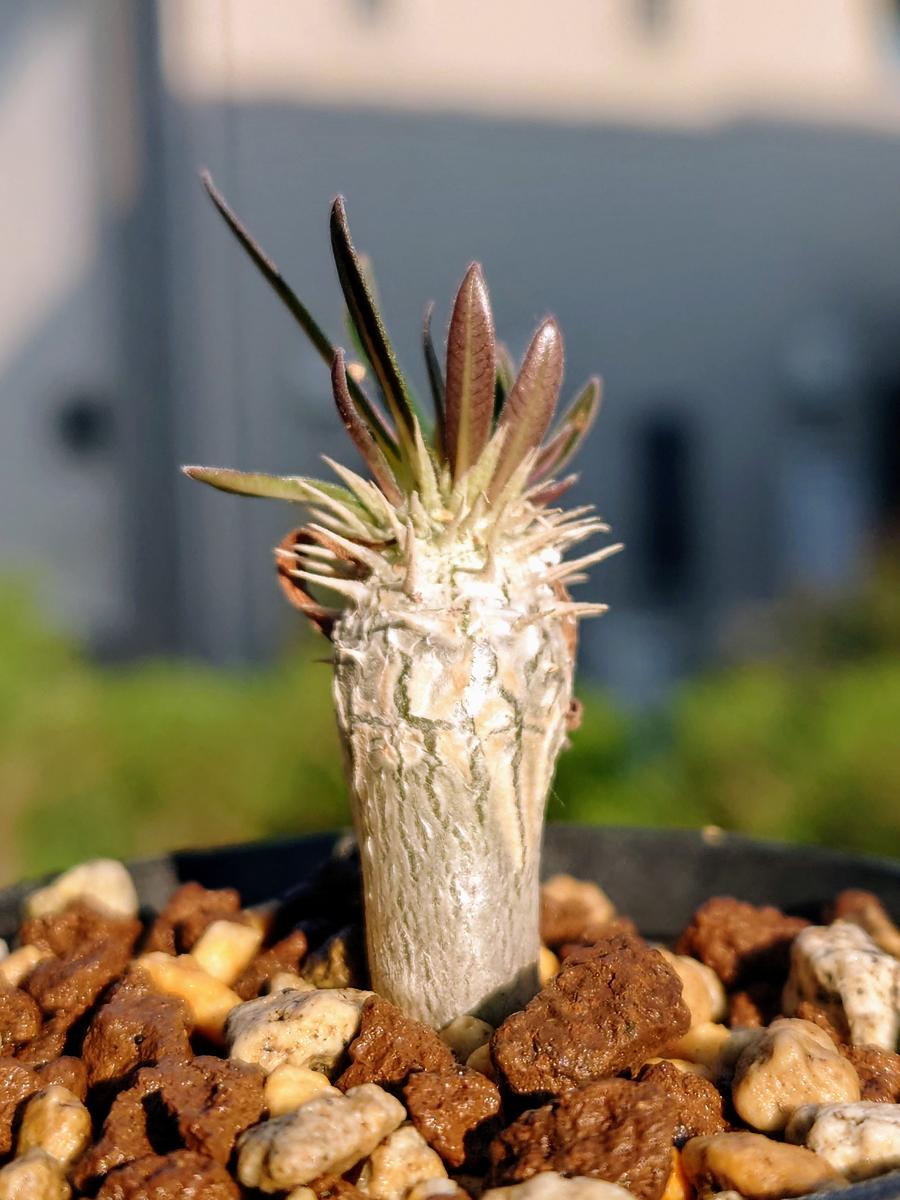 実生パキポディウム・イノピナツムさん「塊根植物・多肉植物」の