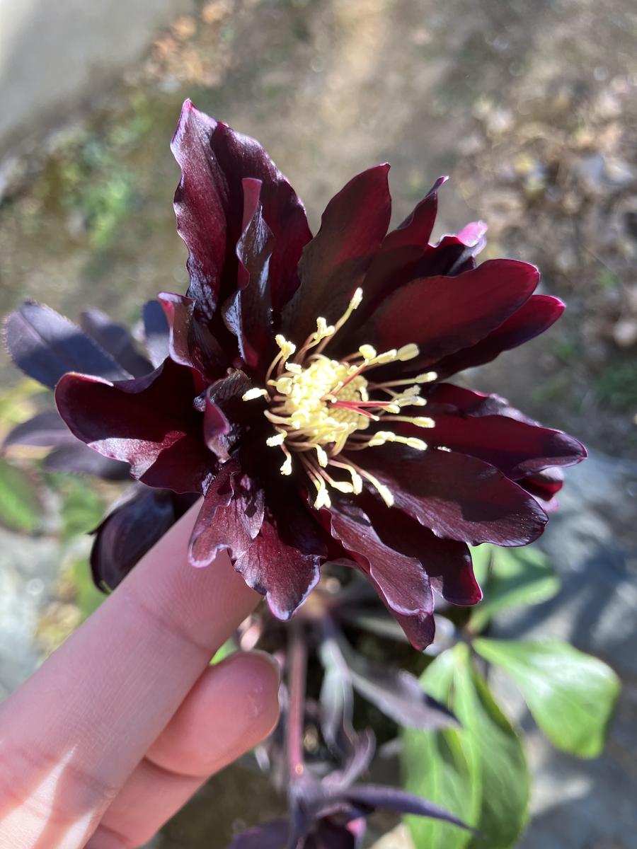 クリスマスローズ 『ブラックマジック「お庭の花たち」のアルバム