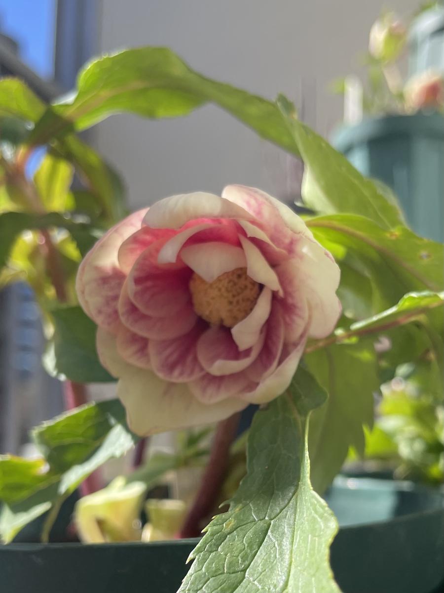 加藤農園さんのプリマヴェーラゴールド「クリスマスローズ2024」の