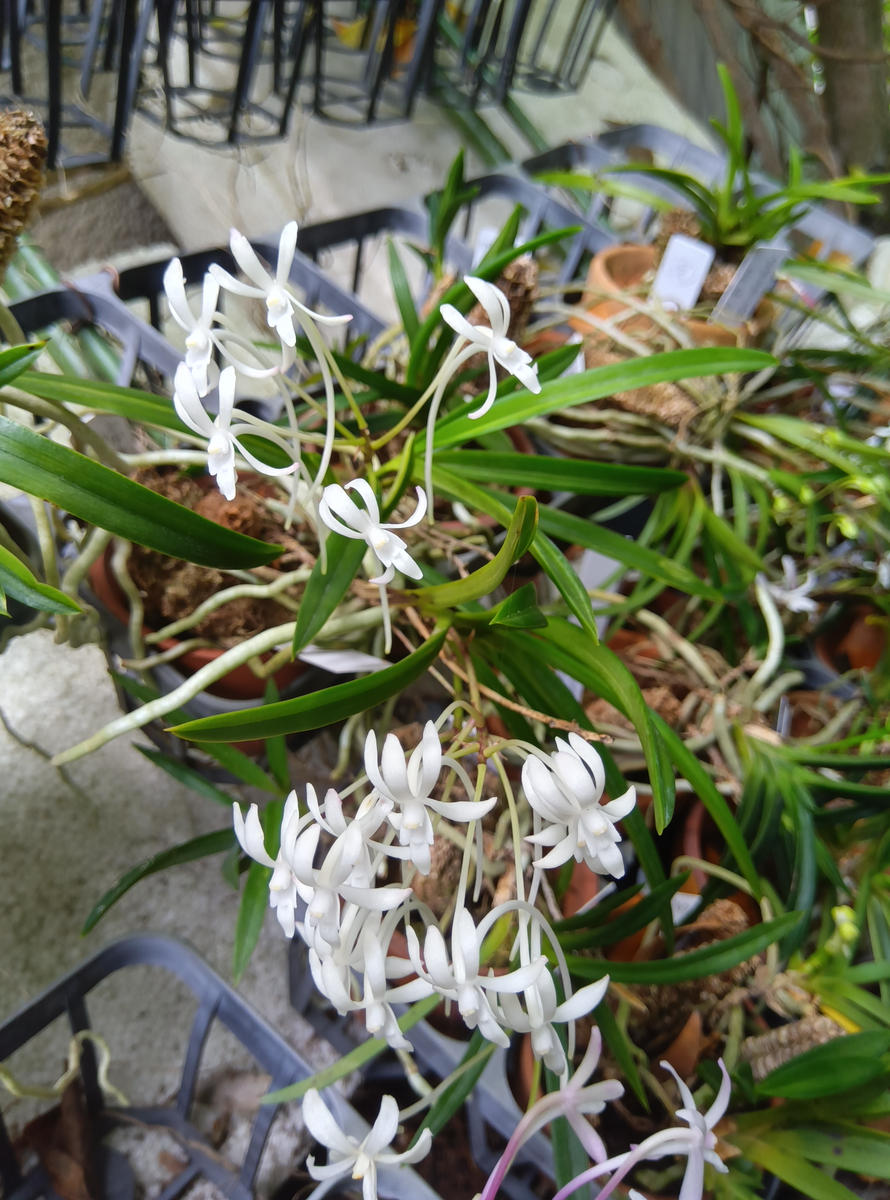 富貴蘭「紫織」（赤花の白黄縞種極上柄株立ち） 富貴蘭「紫織」（赤花