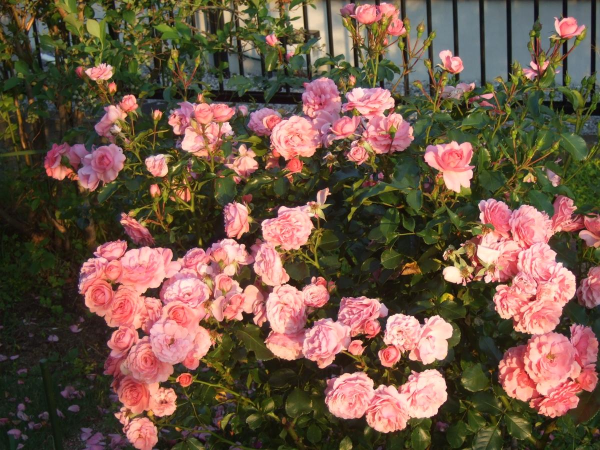 ロイヤルボニカ「平成28年 バラ」のアルバム-みんなの趣味の園芸297615