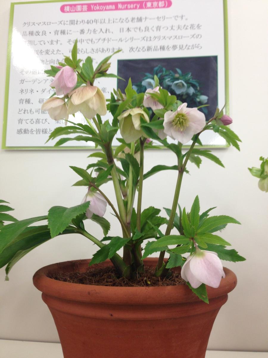 横山園芸「ヨシノ」「第15回クリスマスローズの世界展」のアルバム