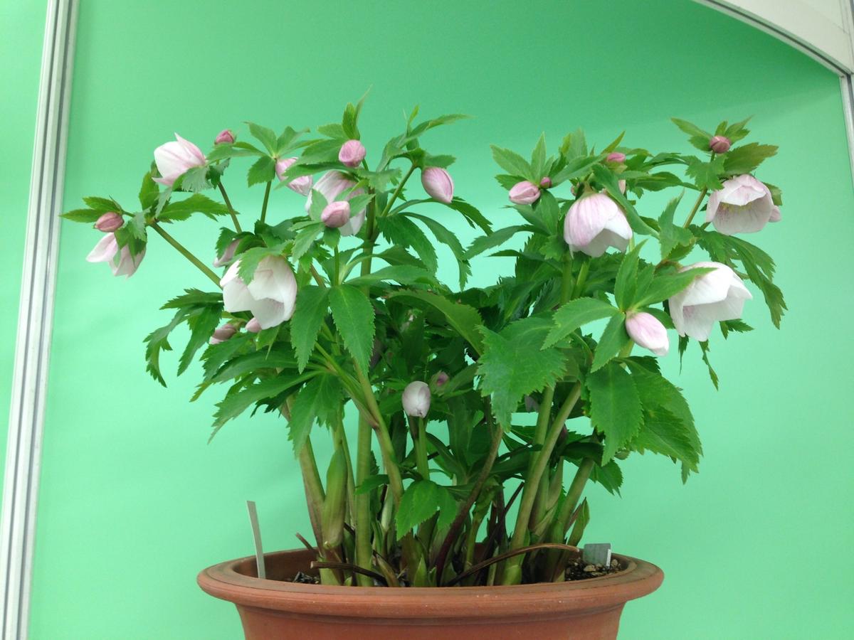 ヨシノシリーズ』横山園芸「第14回クリスマスローズの世界展」の