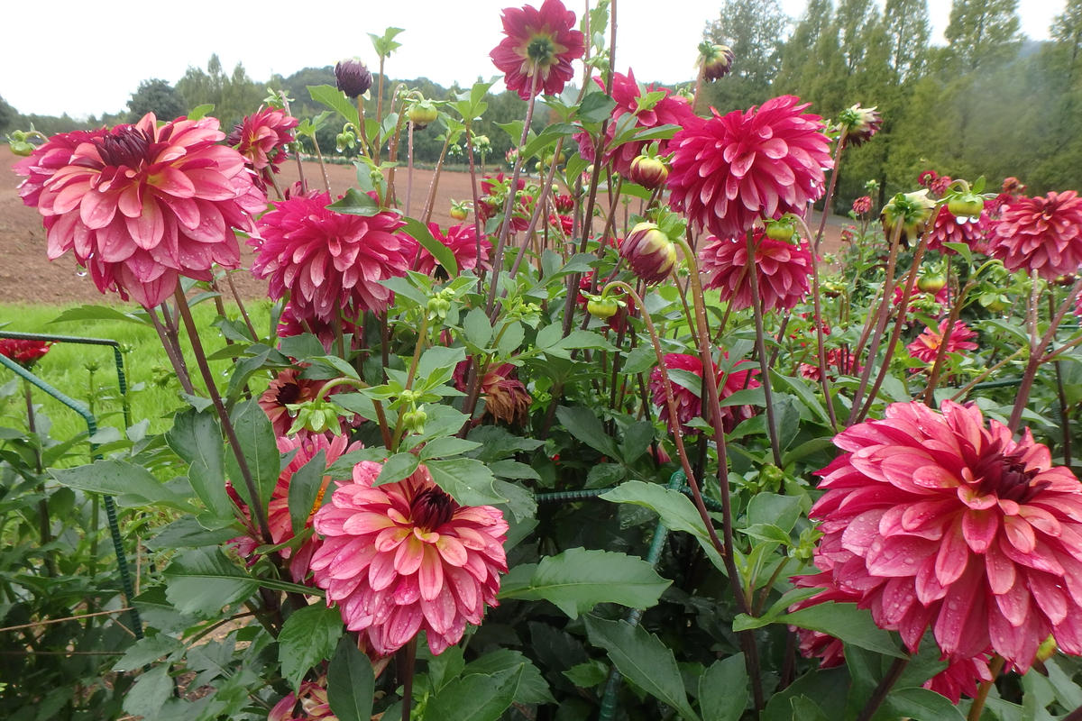 品種名：NAMAHAGE・オーブ 中「'18ダリア見物記録」の