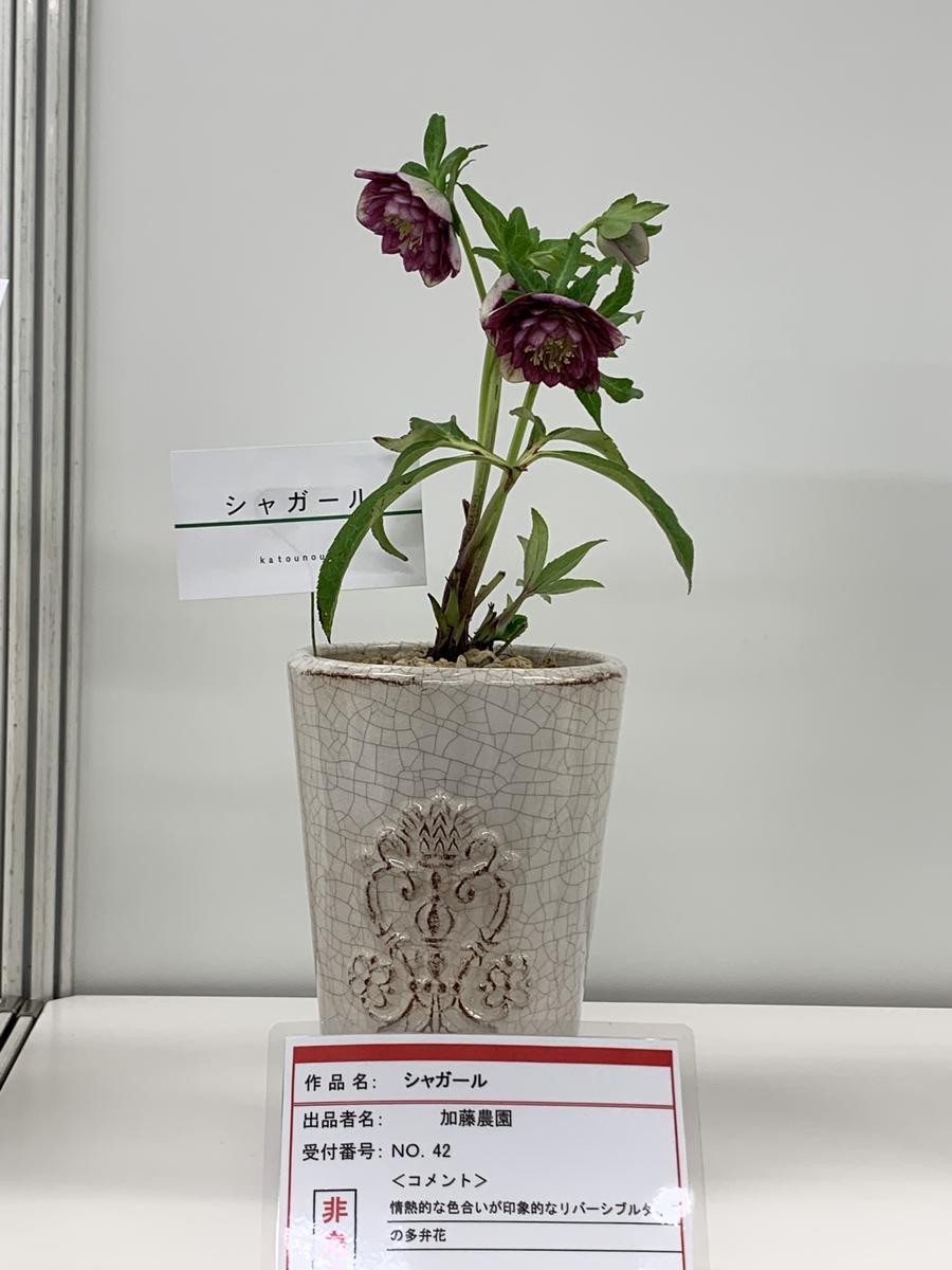 シャガール」加藤農園「2019.2.15第17回クリスマスローズの世界展」の