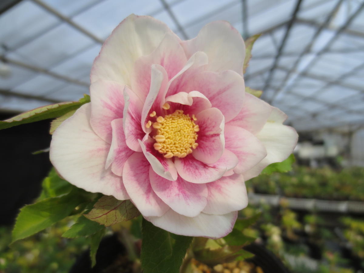 プリマヴェーラホワイトゴールド「2020 加藤農園さんのクリスマス