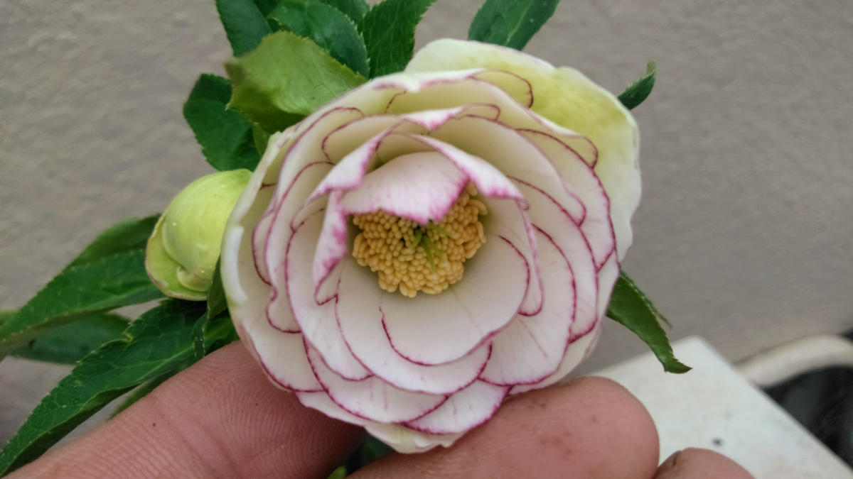 加藤農園さんで手に入れた手毬咲きのダ「クリスマスローズ2019-20