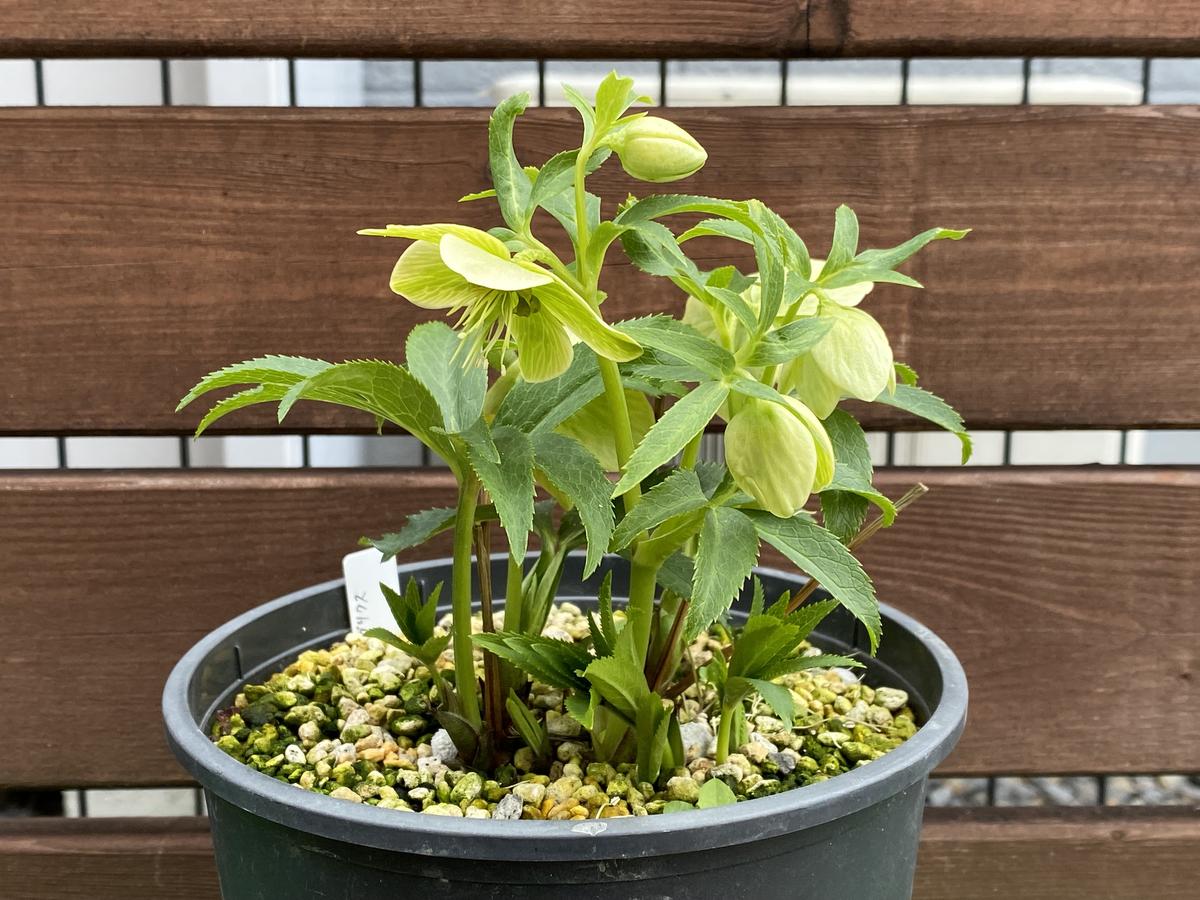 原種リグリクスリグリクスの魅力な何と「2026年クリスマスローズ