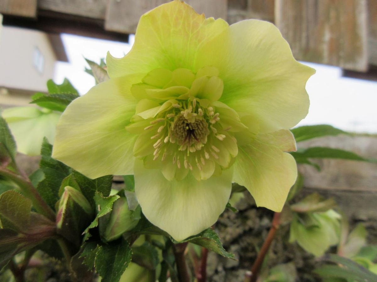 イエローセミダブル「クリスマスローズ2026」のアルバム-みんなの