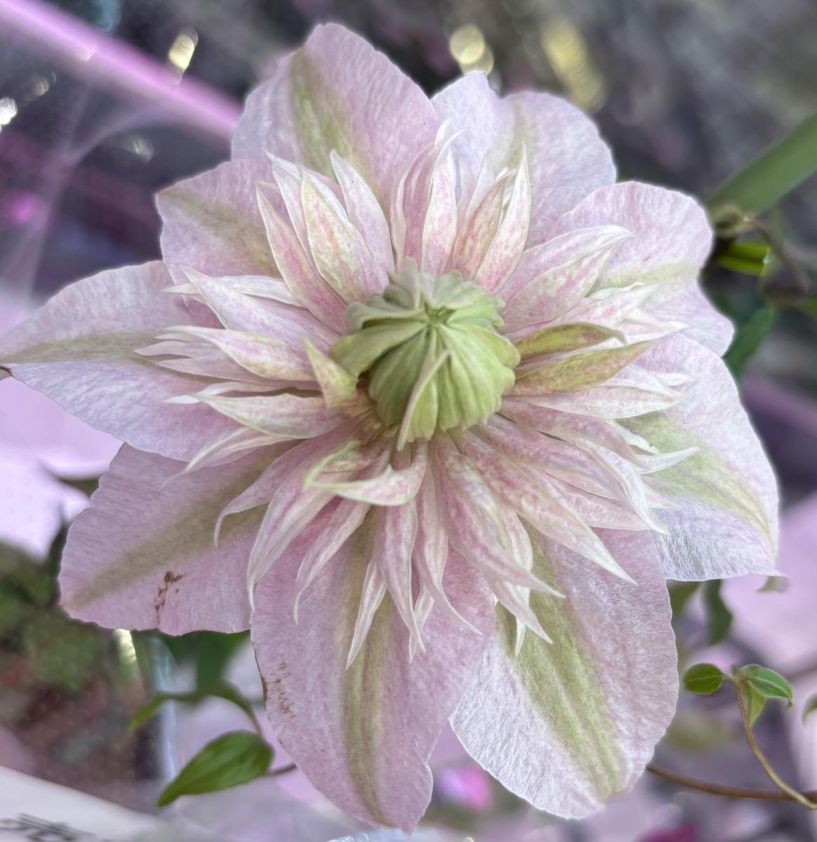 咲良の妖精🧚魅力的なクレマチス「2025春☘️」のアルバム-みんなの