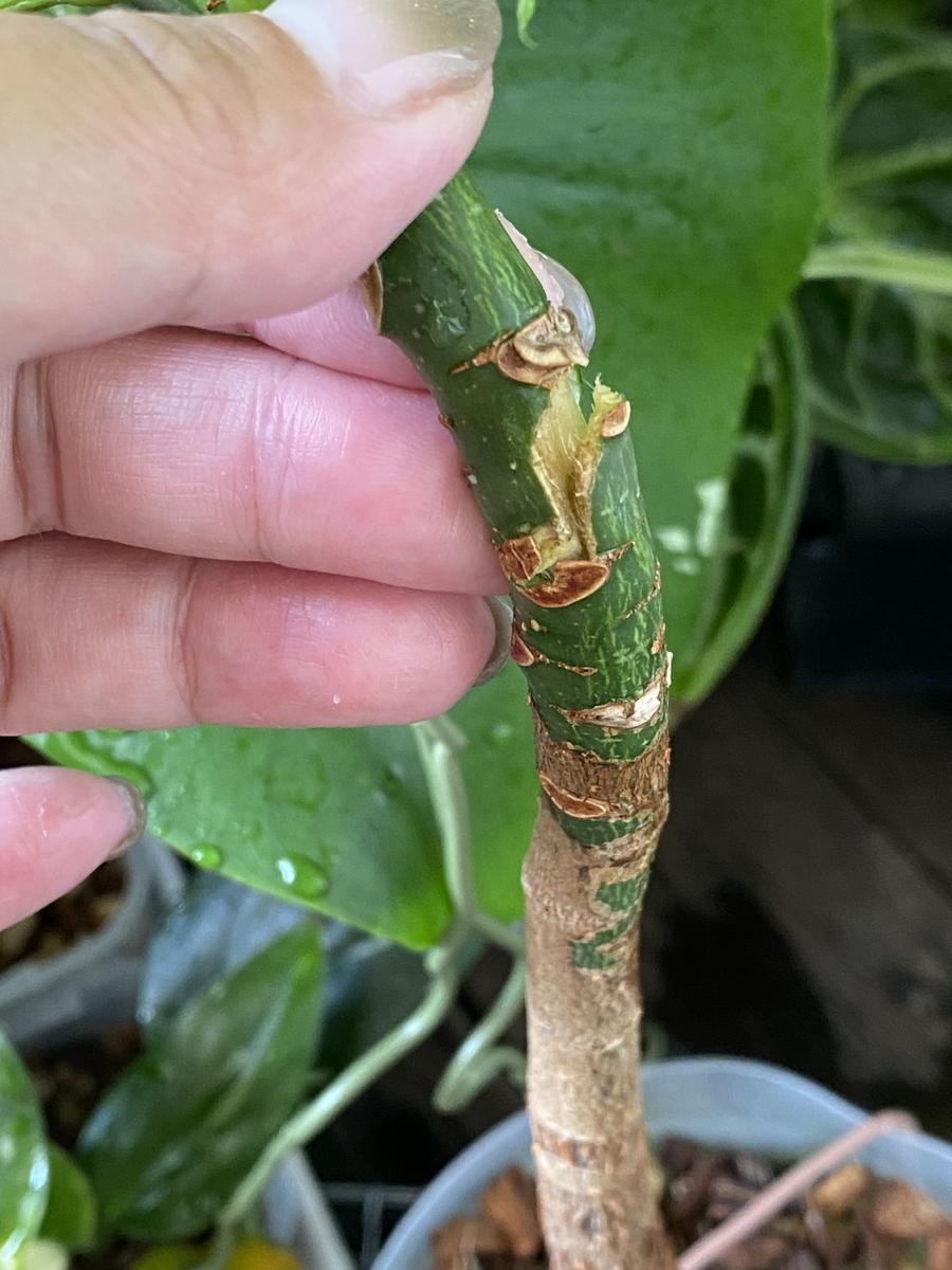 主幹を折ってしまったパキラの対処法調子に乗って曲げようと｜園芸