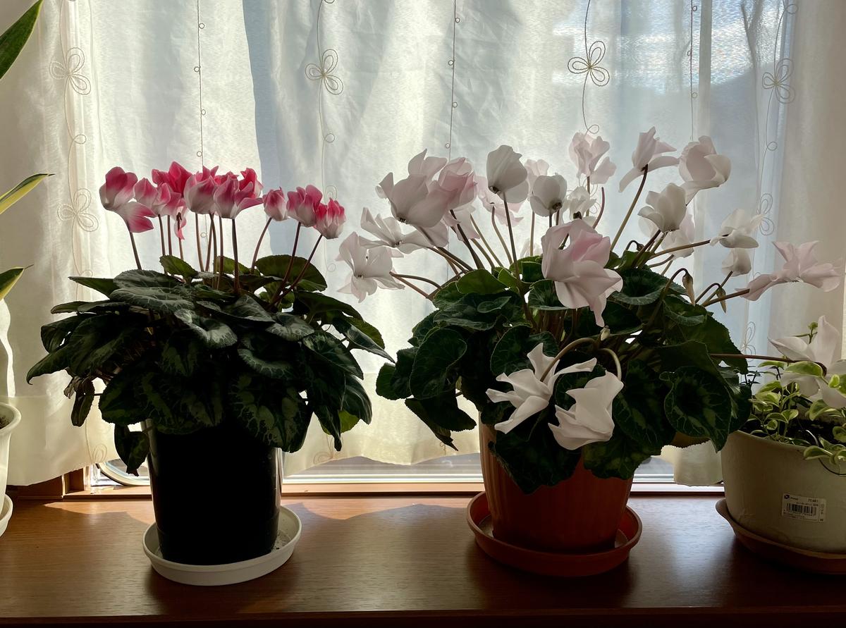 シクラメン2つ並べて窓際に置いてますが、花がしっかり立って