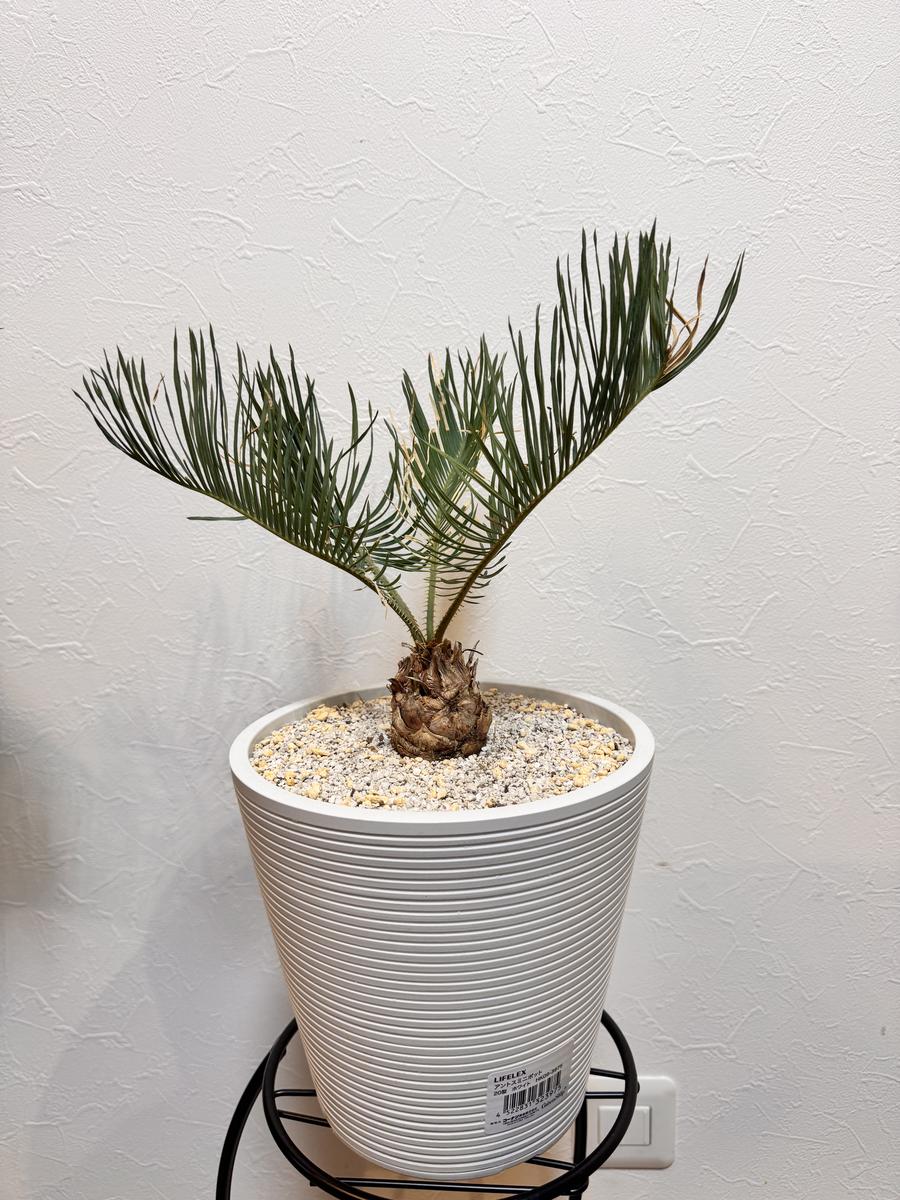 貴重な場所、大変失礼いたします。先日、サイカスカイルンシア