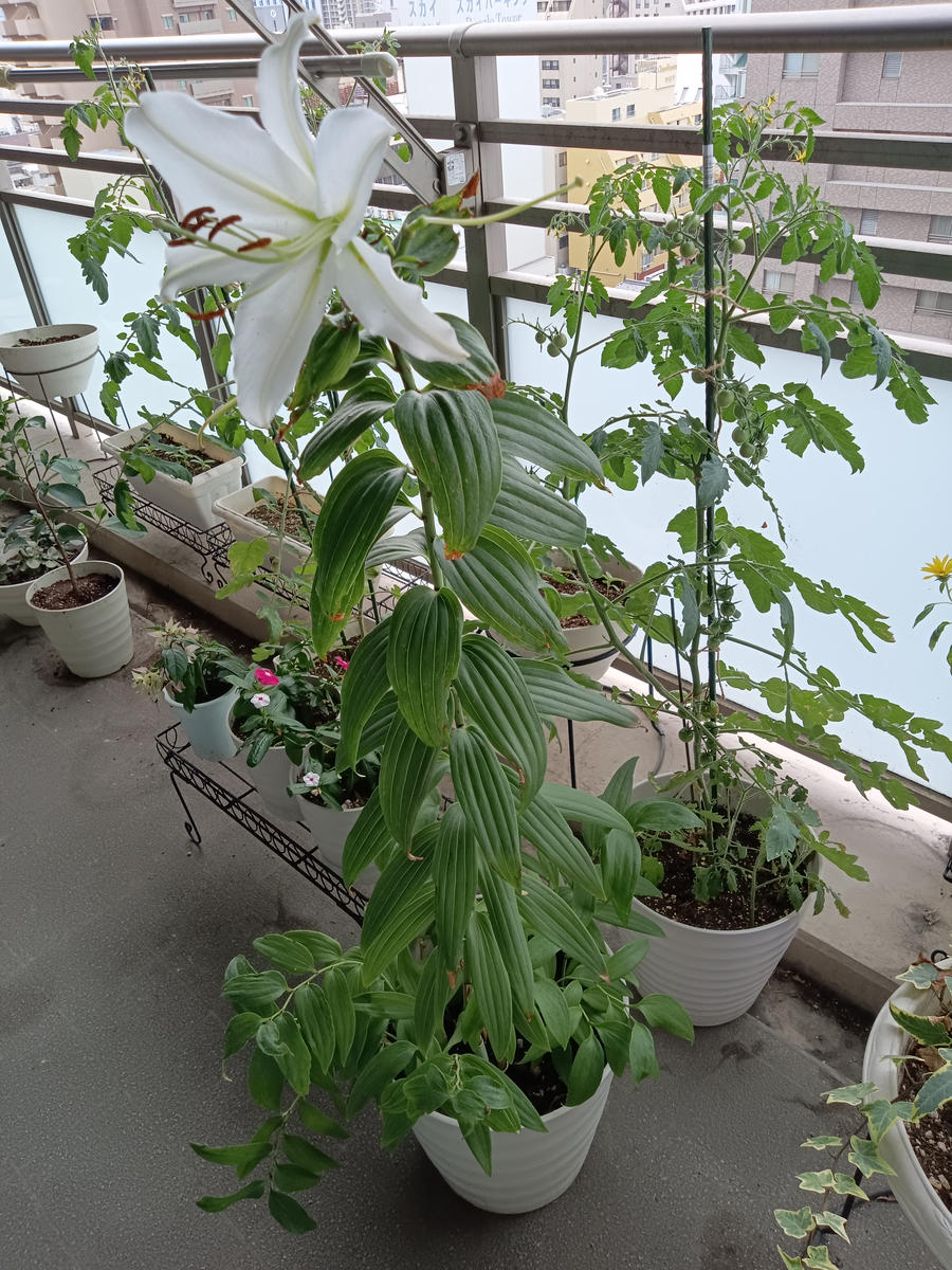 カサブランカについてです。昨年初めて球根を植えてみました