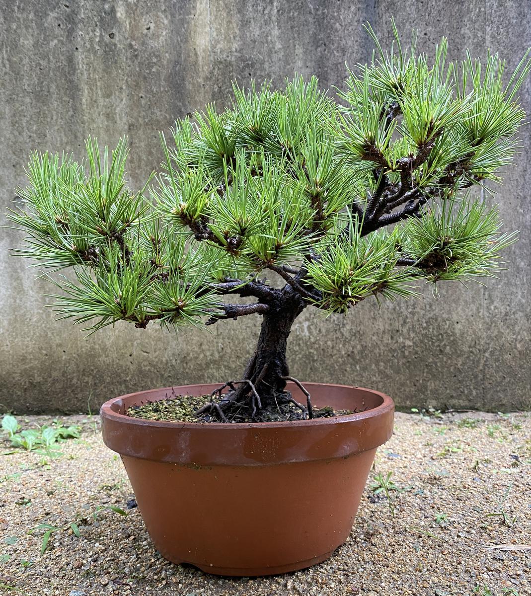 黒松について質問です。10年は経っていると思われる黒松で、父