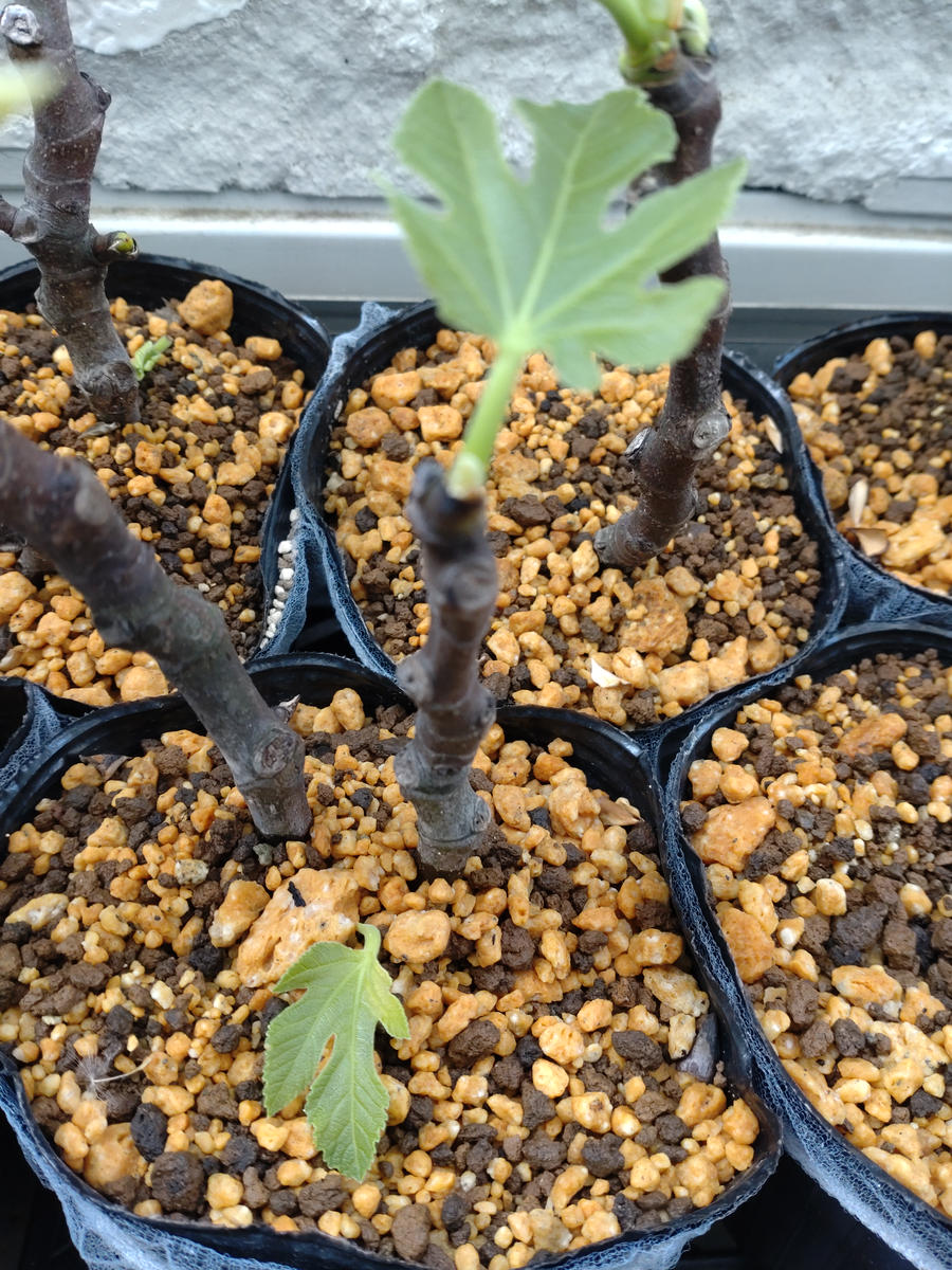 はじめまして。初めていちじくの挿し木を行いました。芽が出｜園芸