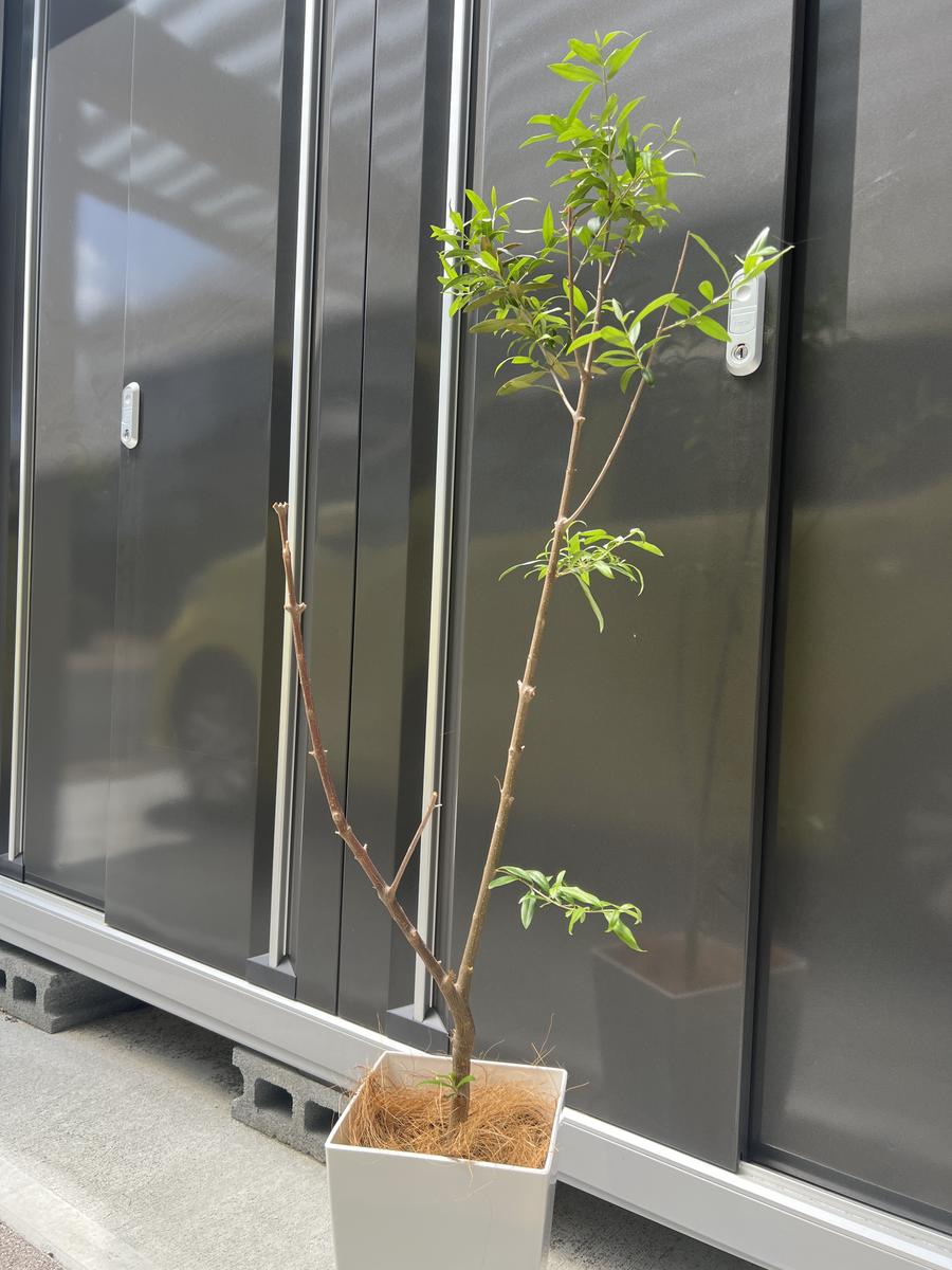 オリーブ斑入り剪定枝 B.C各1本 長さ 7センチ オリーブ斑入り剪定枝