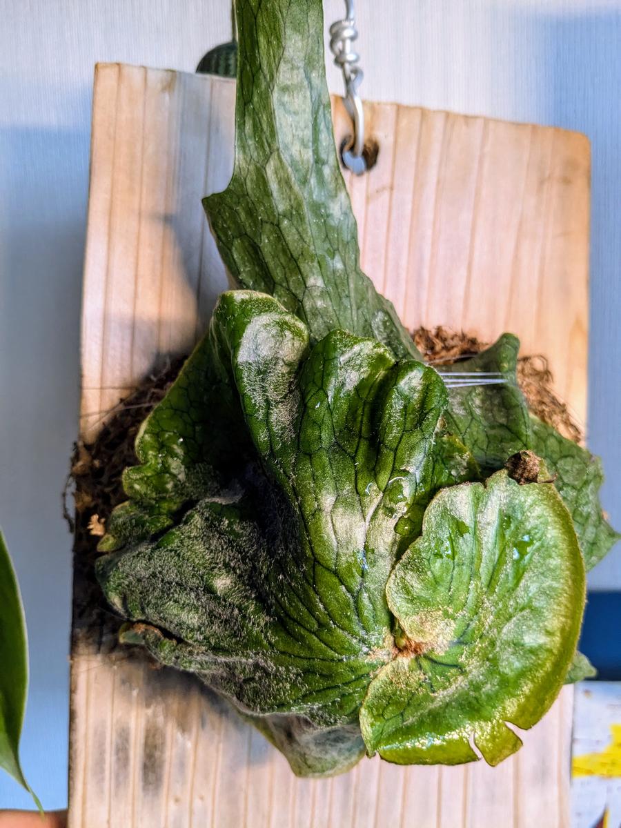 ビカクシダ スパーバムについてお聞きしたいのですが、7月下｜園芸