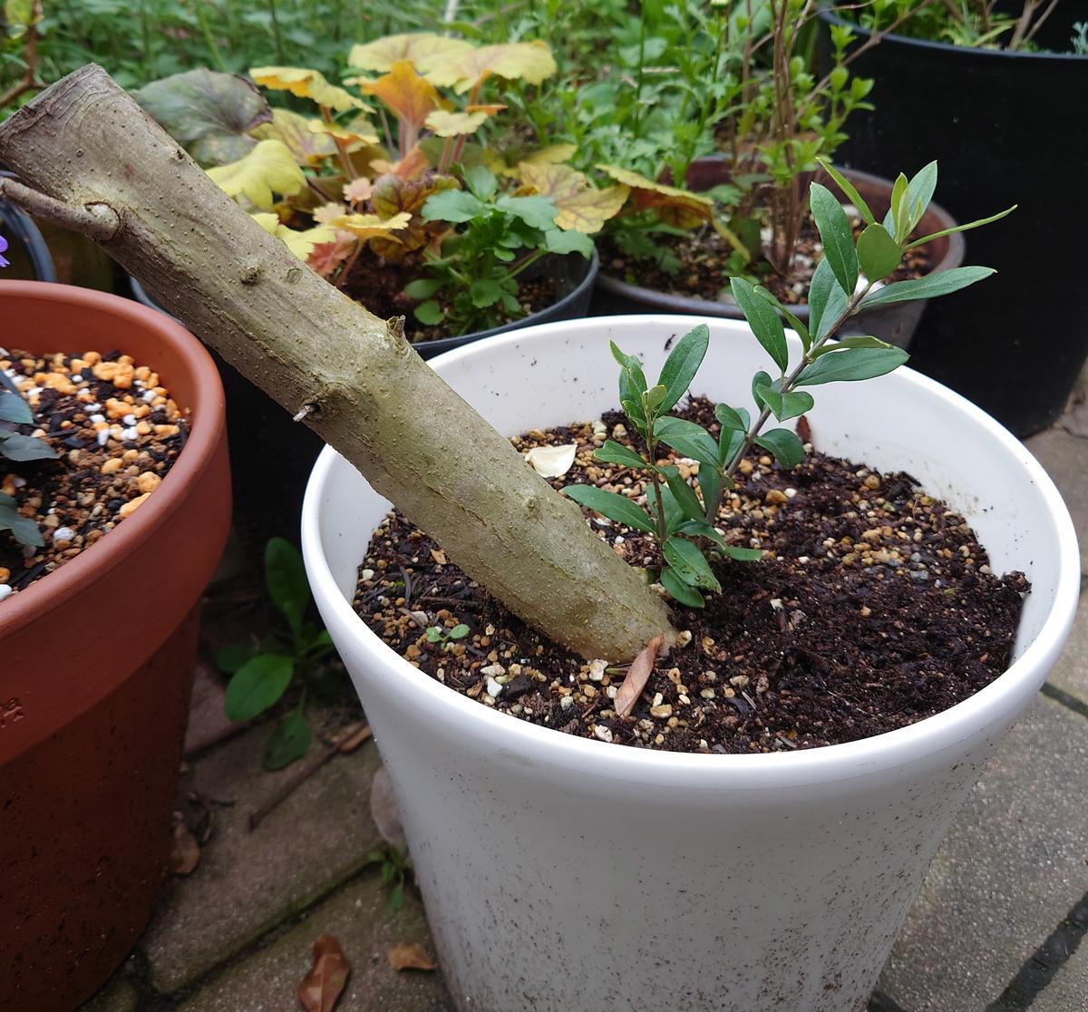 オリーブの太木挿しについて。一昨年、数本の挿し木を作ってい