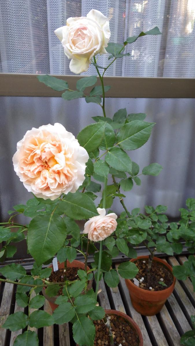 バラ台木100本 専用出品 バラ台木専用出品100本