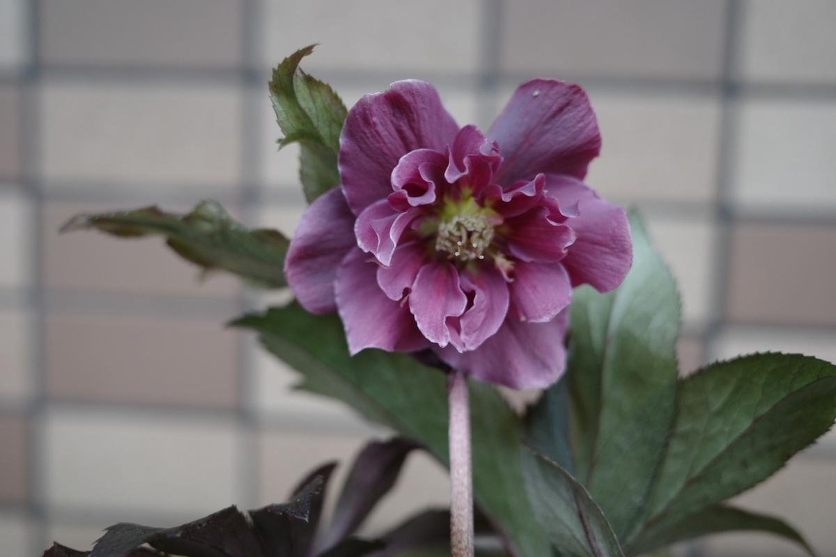 種からクリスマスローズ2020～雅セルフ｜そだレポ（栽培レポート