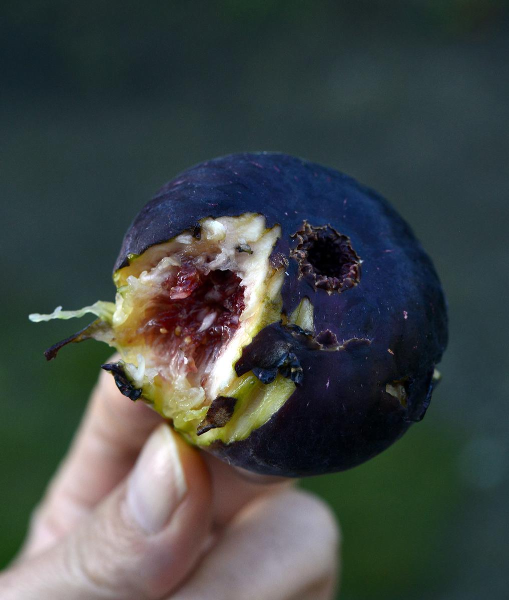 食いしん坊のイチジク栽培Part2｜そだレポ（栽培レポート）by鉢植え100