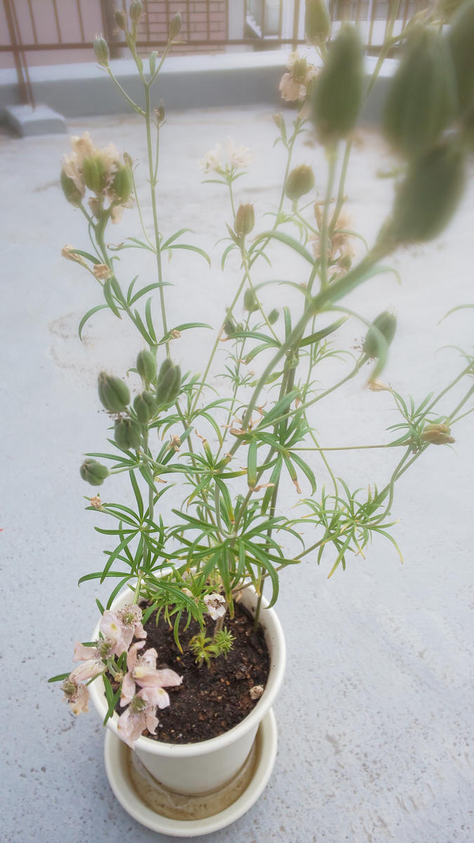 初めて買った[さくらひめ]に種が出来たから種から子株を殖やしてみる