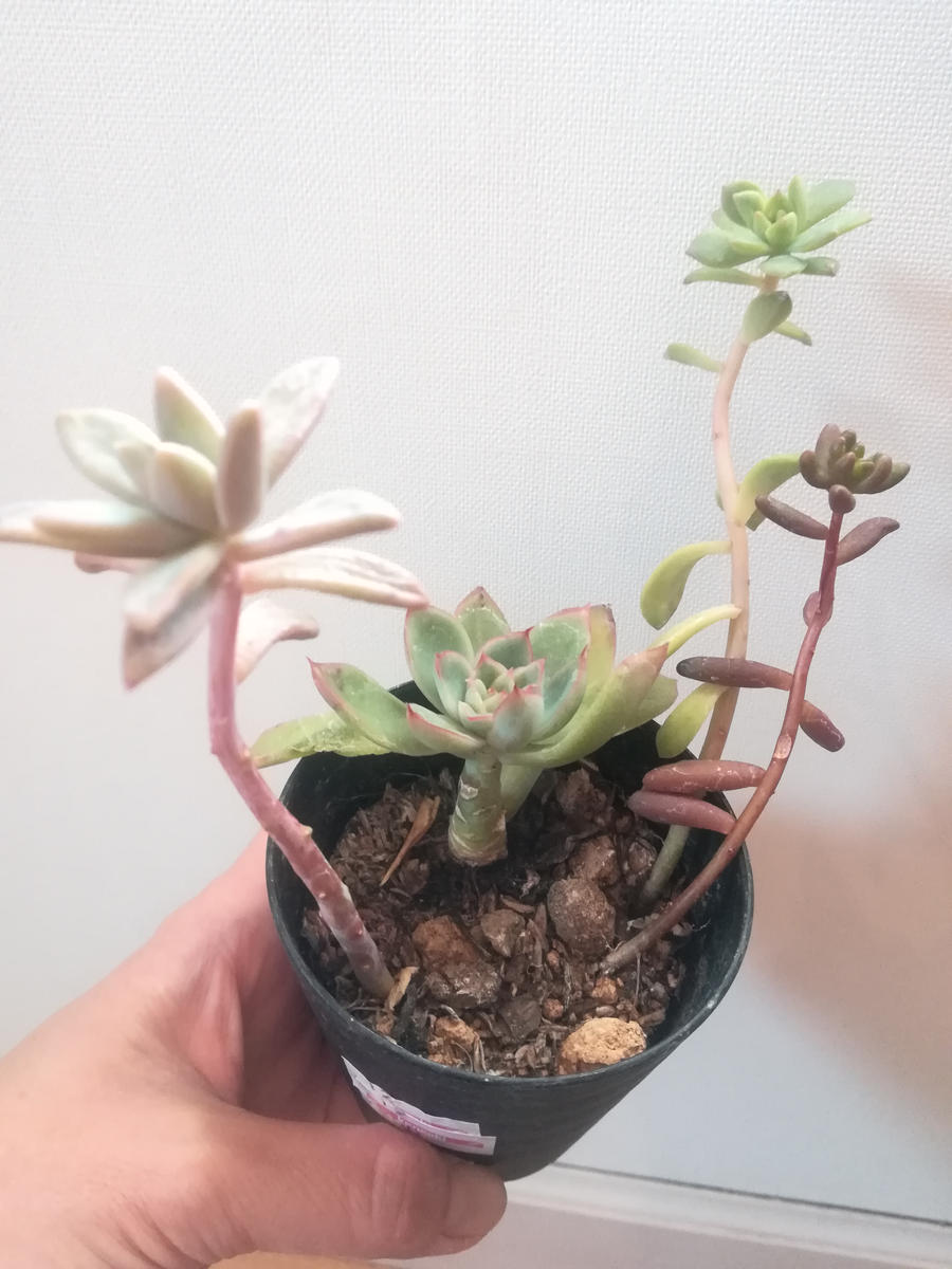 初めての多肉🔰仕立て直しに挑戦2｜そだレポ（栽培レポート）byチョコ