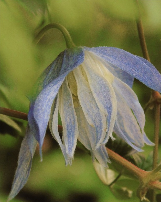 クレマチス マクロペタラウェッセルトンの変遷｜そだレポ（栽培