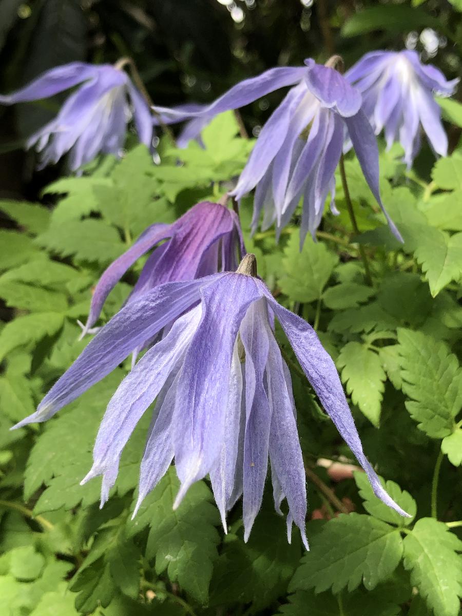 クレマチス マクロペタラ ウェッセルトンを実生から｜そだレポ（栽培