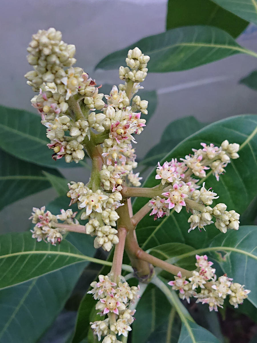 くろ➁-1玉文マンゴー 耐寒ヤマシタに接木 くろ➁-1玉文マンゴー 耐寒