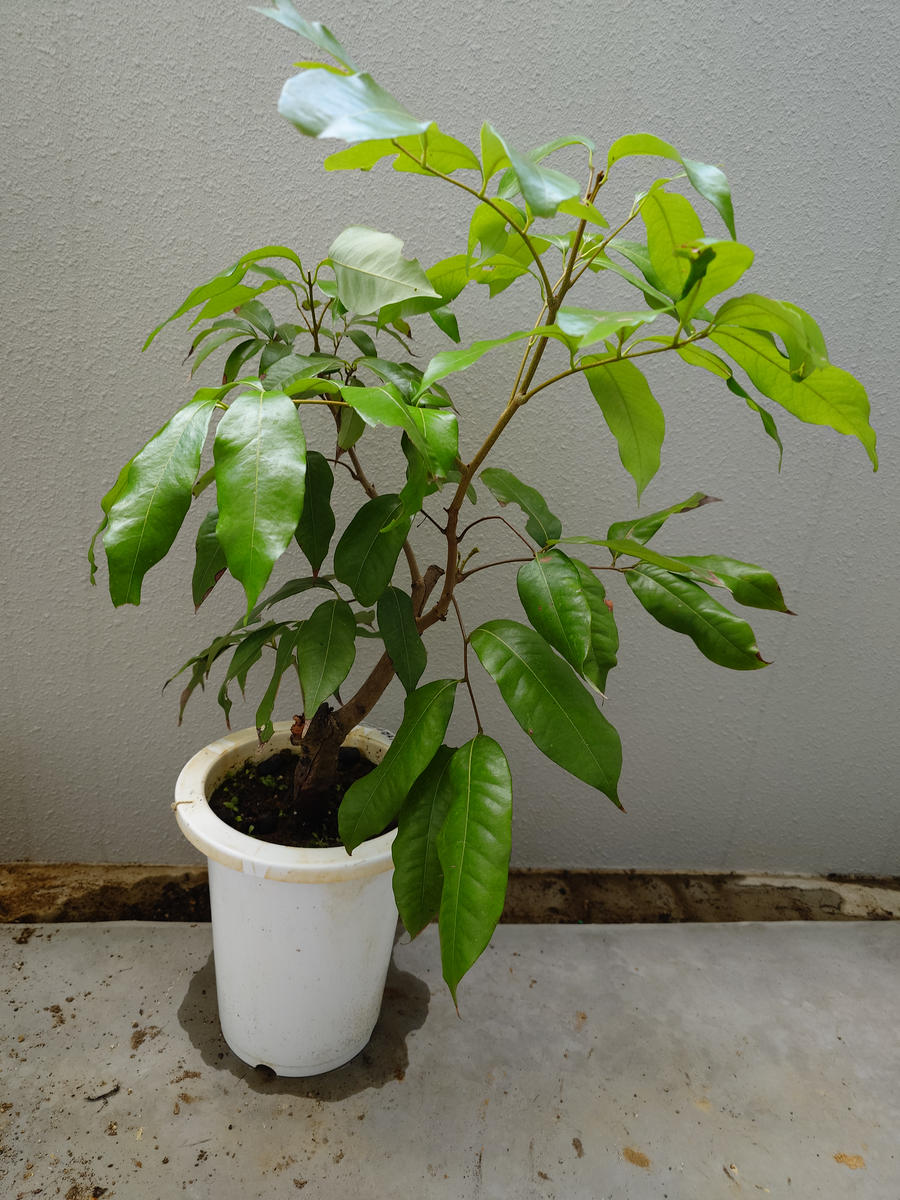 ライチ（玉荷包）を取り木苗から育てる part1｜そだレポ（栽培レポート