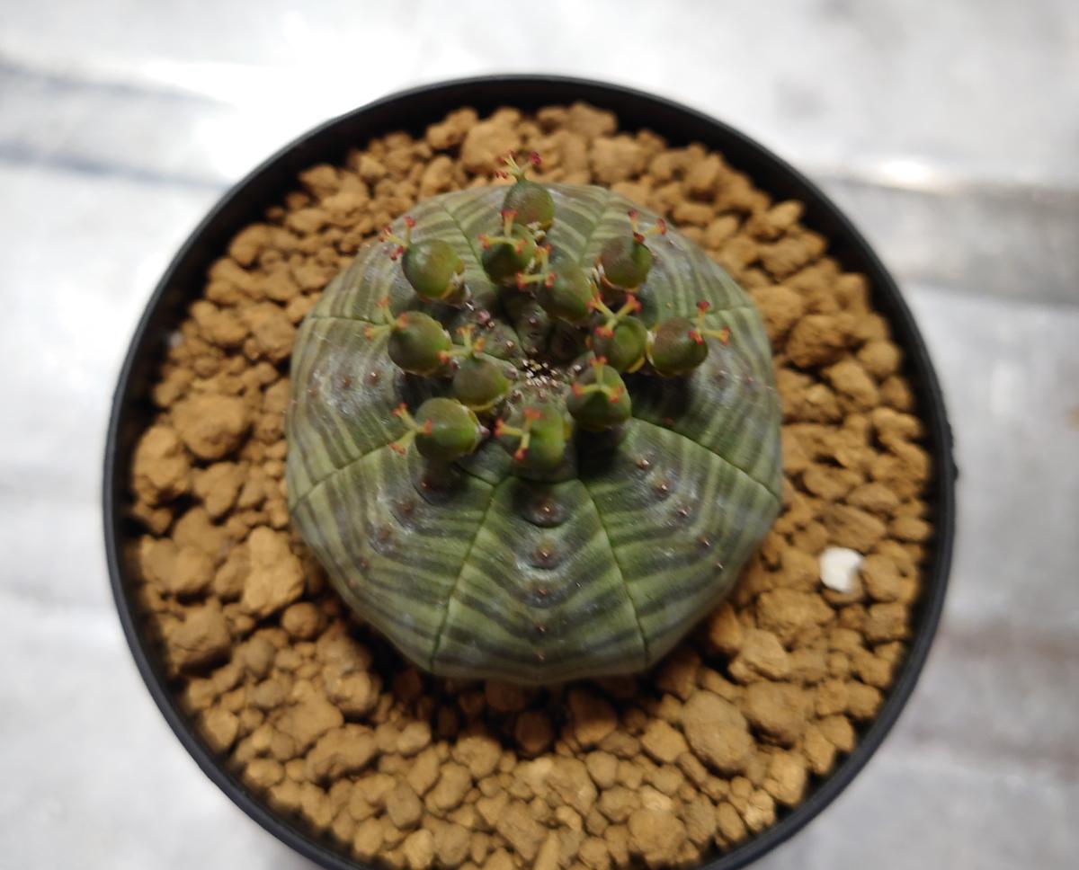 ユーフォルビア・オベサ実生｜そだレポ（栽培レポート）byある子