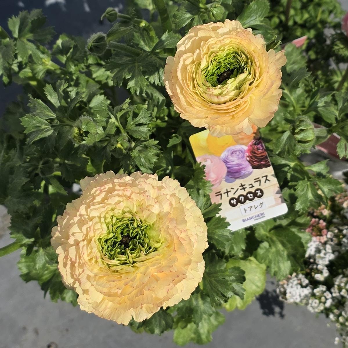 ラナンキュラスサクセス】トアレグの1年間｜そだレポ（栽培レポート