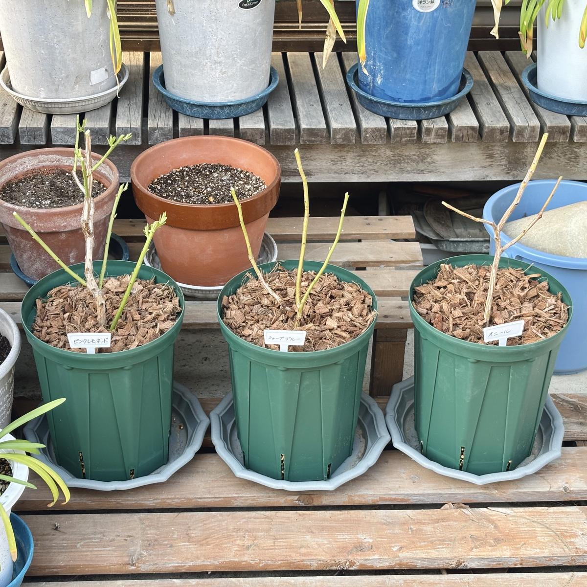 ブルーベリー苗 オニール&シャープブルー大苗2本セット ブルーベリー苗