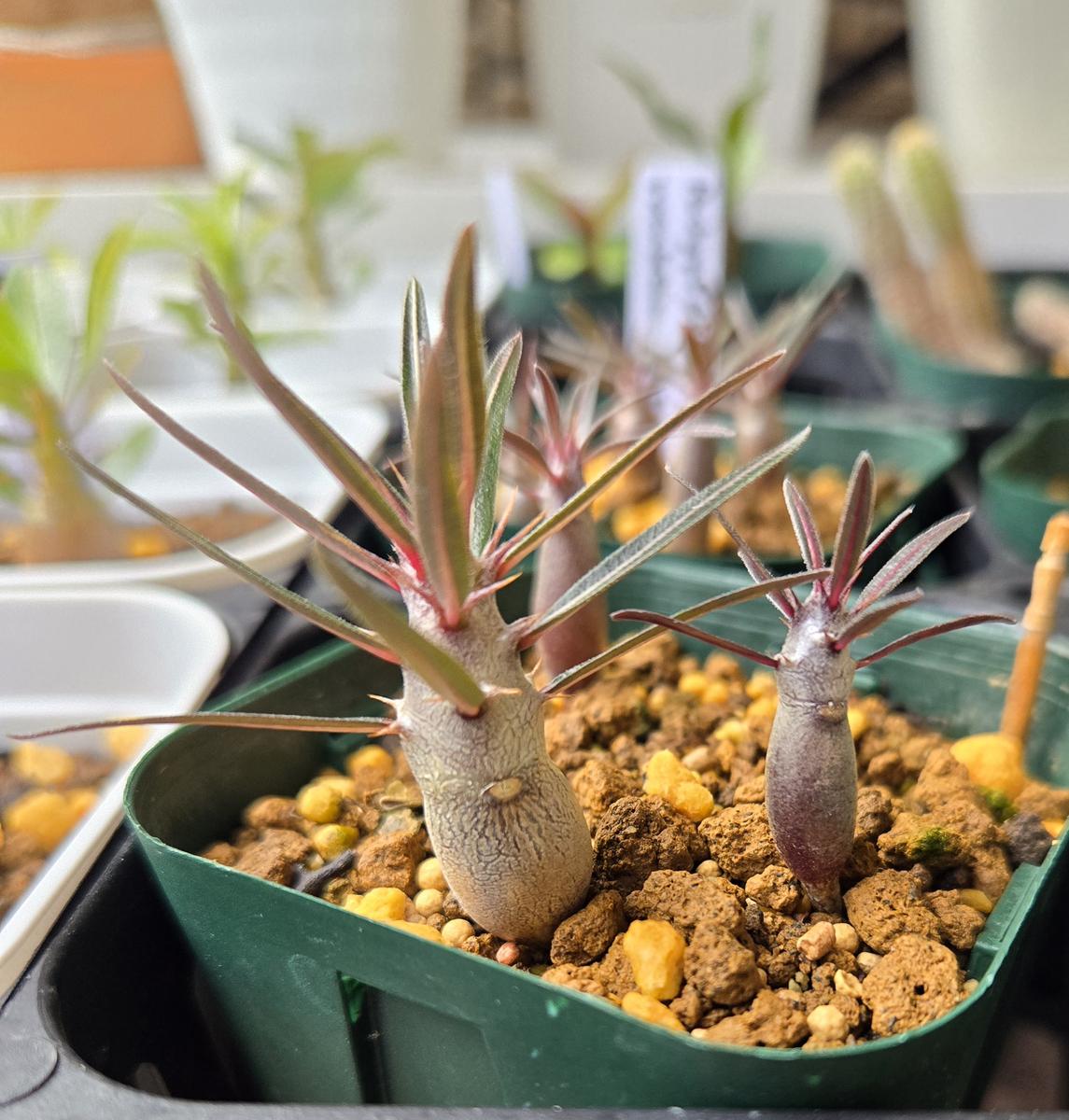 カクチペス実生（初）｜そだレポ（栽培レポート）byふふふのふ