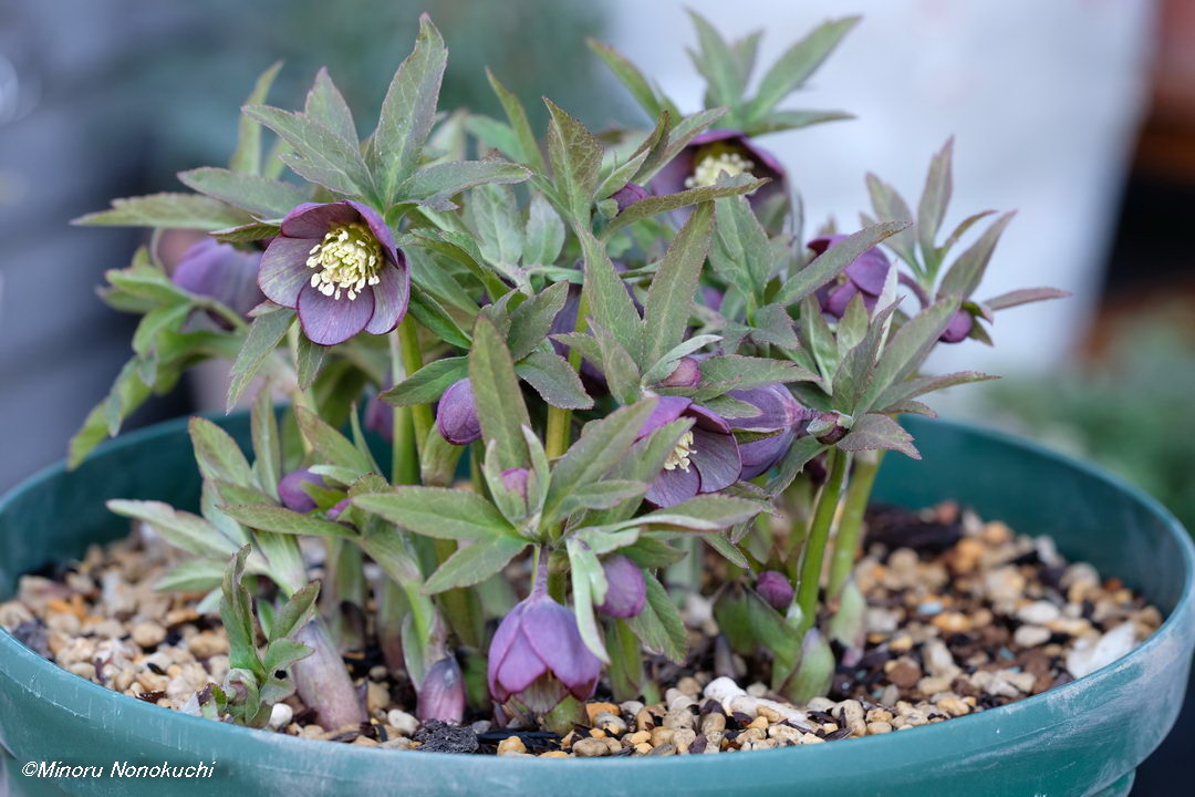 クリスマスローズの原種（H.クロアチクス）｜園芸日記by野々口稔