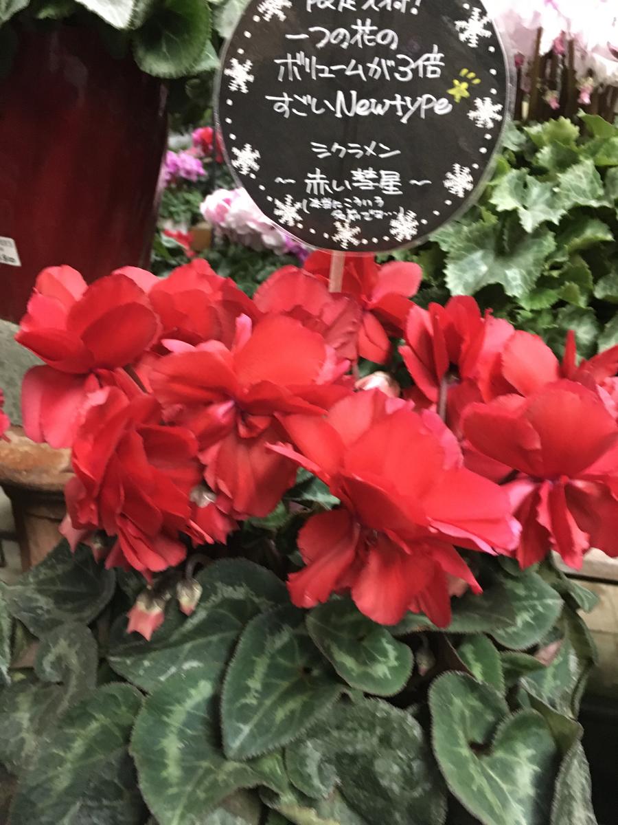 ロク様 リクエスト 2点 まとめ商品 シクラメン 赤い彗星