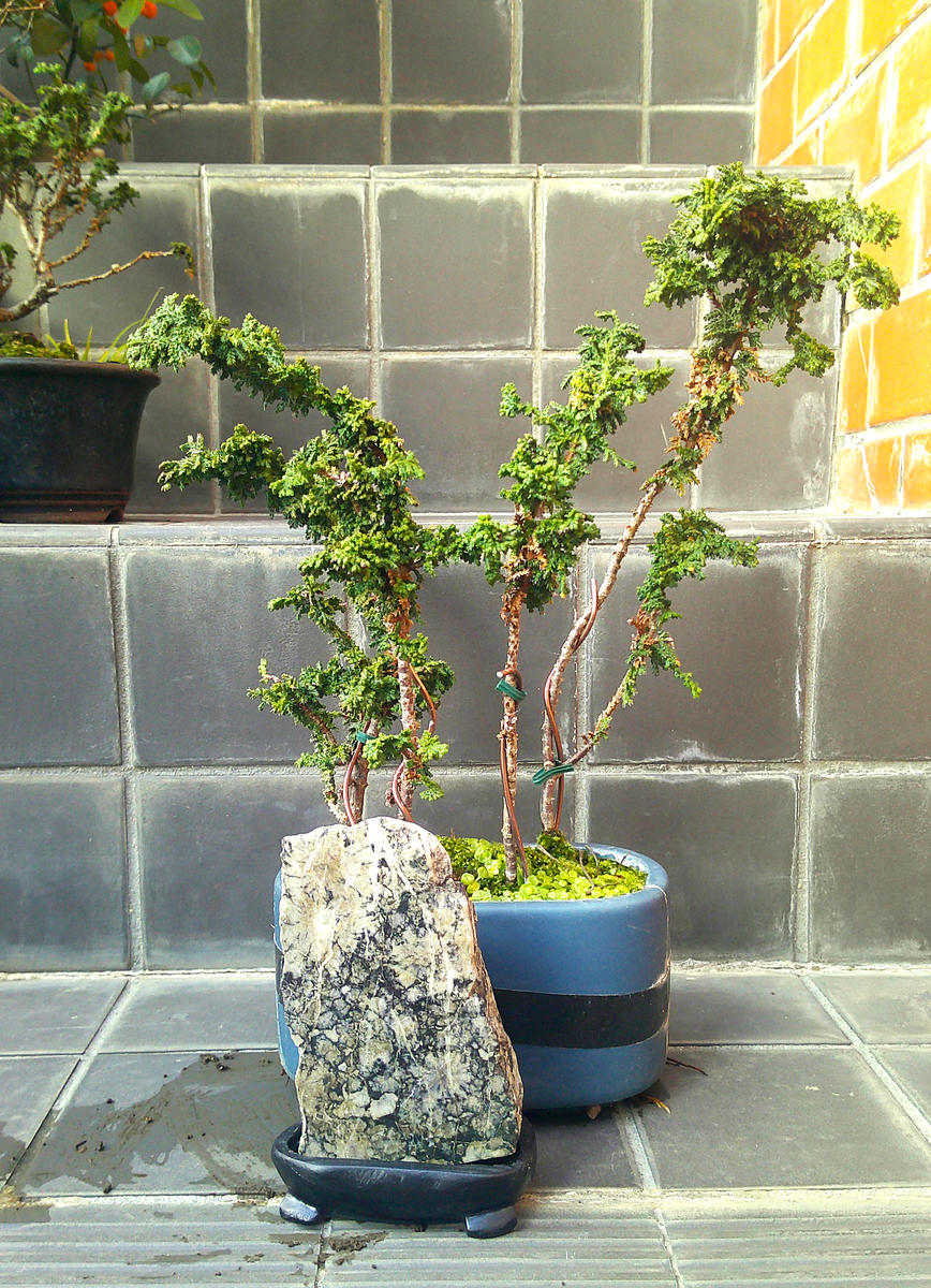 盆栽の【水石】は何なのでしょうか。単独で盆にも成る。」｜園芸日記