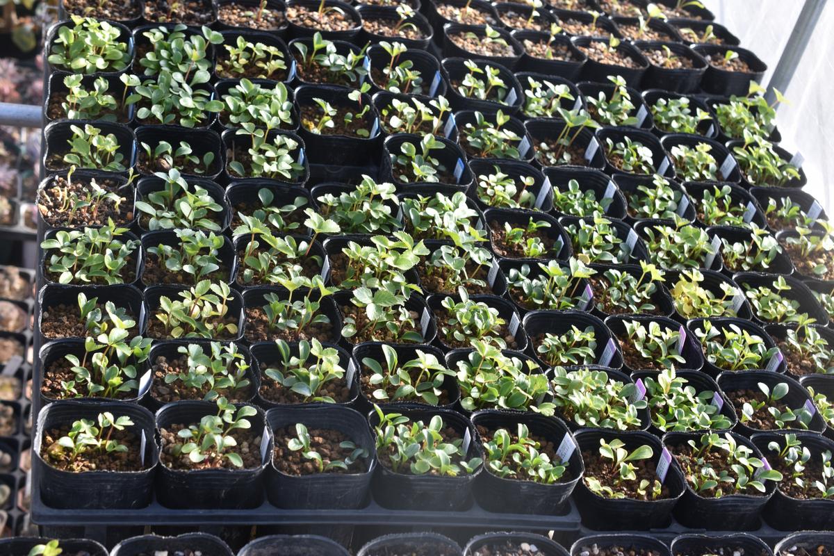 早期発芽苗 本葉三枚目｜園芸日記bysaita｜みんなの趣味の園芸｜1158604