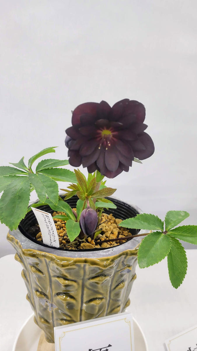 クリスマスローズの世界展新花コンテスト優秀賞の解説 キラメキ